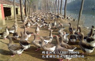 淮滨万家兴鹅苗批发 5-20天杂交肉鹅苗孵化与供应一站式服务