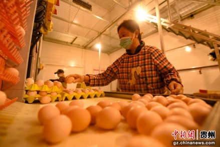 贵州松桃 小鸡蛋孵化大产业，畜禽孵化点亮乡村振兴路