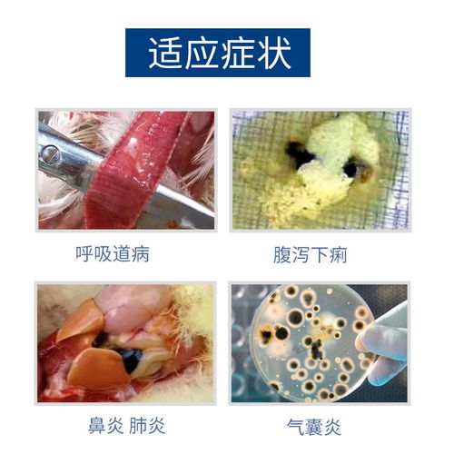 恩诺沙星可溶性粉 畜牧养殖中的高效抗菌利器