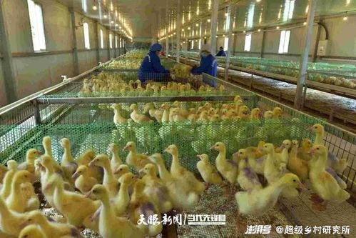 没有一只鹅能活着离开贵州锦屏 从“禽言禽语”到产业链的无尽征途